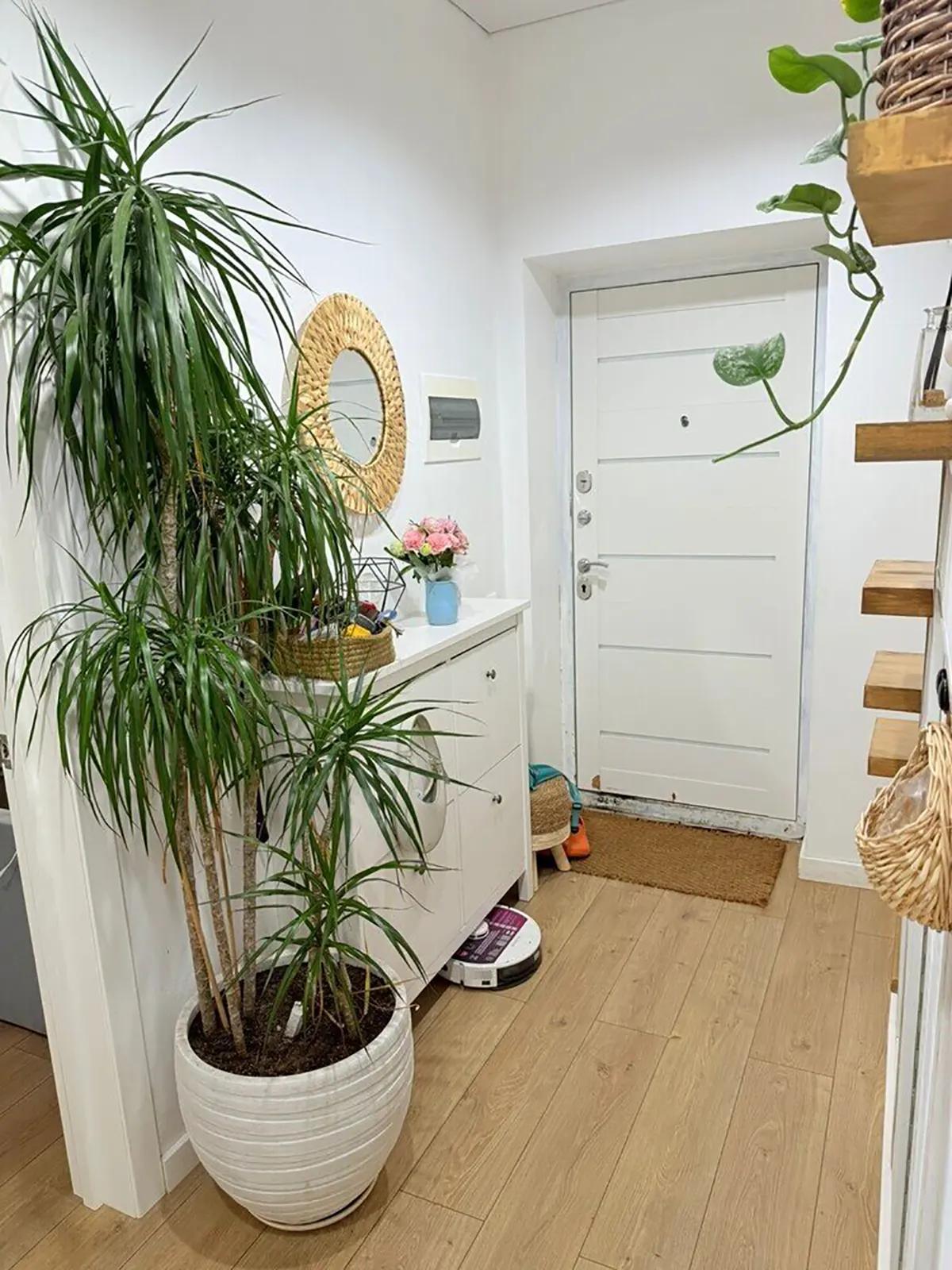 Прихожая с большим растением в горшке