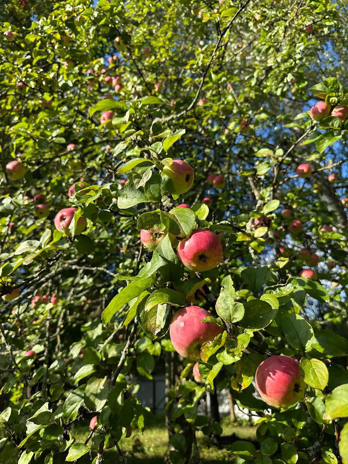 Яблоня, увешанная спелыми красными яблоками на даче под Рыбинском