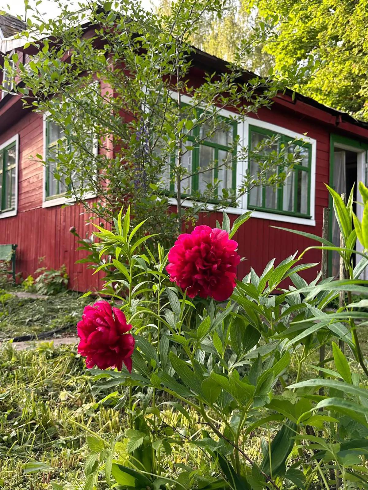 Пиона на фоне красного дома