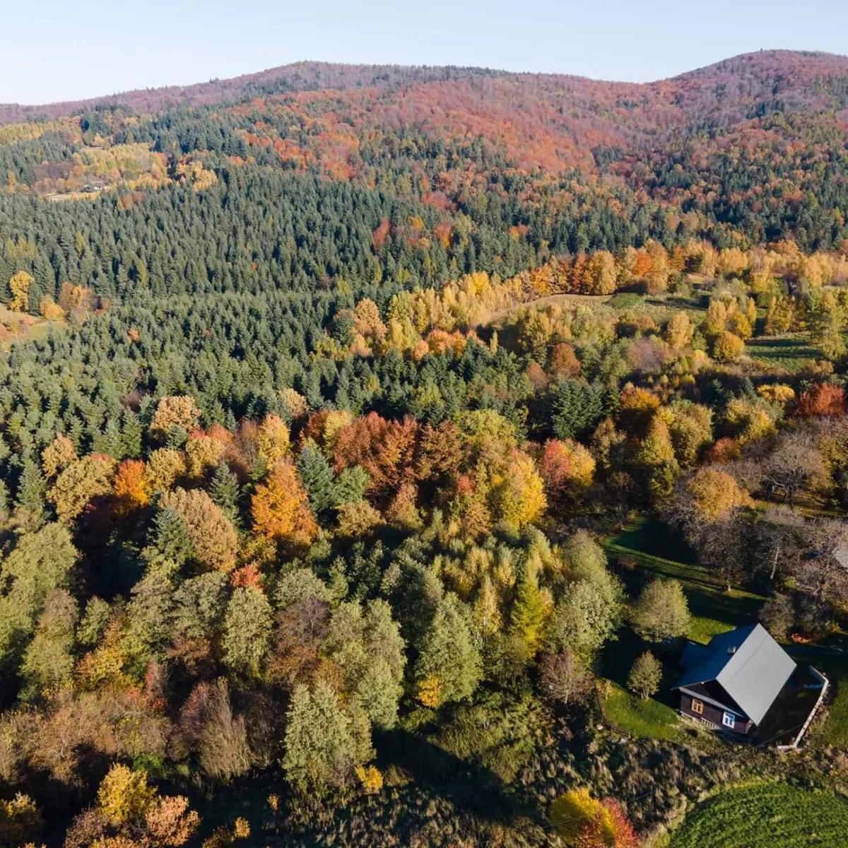 Вид сверху на маленький домик в осеннем лесу с яркой листвой