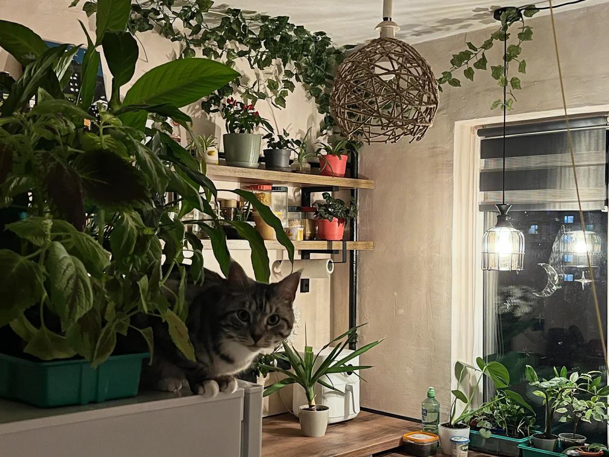 Цветы на полках в кухне и кот на холодильнике